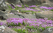 海勤俭花和岩石