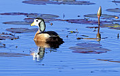 非洲Pygmy-Goose