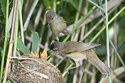 一对在巢的大苇莺(Acrocephalus arundinaceus)