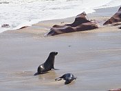 海边的两只棕色海豹