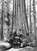 加州马里波萨山谷的巨树