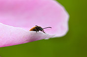 一只甲虫在花瓣上