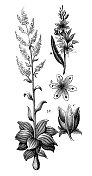 古董雕刻插图:Veratrum nigrum，黑色假嚏根草