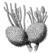 古董雕刻插图:木柱，珊瑚礁木柱，库克松