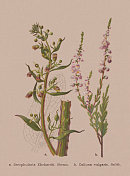 秋花(玄参科、金银花科)，彩色石刻，1886年出版