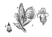 古董雕刻插图:刺叶mollis，熊的马裤，海上码头