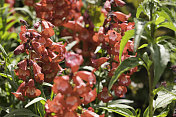 盛开的Penstemon Arabesque花坛