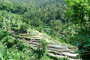 Berina rice terrace，巴厘岛摄政检疫