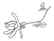 矢量绘制的一个花和枝玉兰花