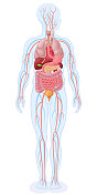 人体内部器官和循环系统。