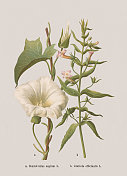秋花(旋花科，车前花科)，彩色印刷术，1886年出版