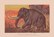 长毛猛犸象(原始长毛猛犸象)，彩色石刻，出版于1900年