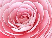 极特写的美丽的浅粉色红色牡丹花，全帧。设计元素的婚礼邀请卡，情人节和母亲节贺卡。春天的概念。