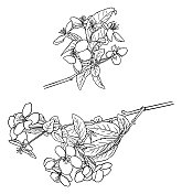 矢量绘制了一棵苹果树的树枝,上面覆盖着花 矢量绘制了一棵苹果树的树枝,上面覆盖着花