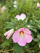 芙蓉玫瑰锦葵沼泽锦葵盛开