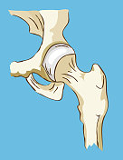 手绘髋关节在蓝色基础上的平面颜色