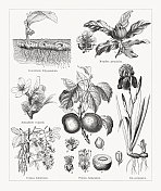 药用植物，木版，1884年出版