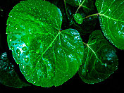 在雨季潮湿植物叶子的特写