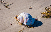 科德角海滩上的海螺壳