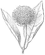 常见的Buttonbush花(Cephalanthus Occidentalis)头状花序- 19世纪