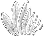 白色睡莲花(睡莲)雄蕊，萼片和花瓣过渡- 19世纪