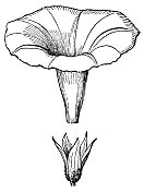 普通牵牛花(番石榴)花萼和花冠分离- 19世纪