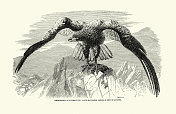 经典插图，白尾鹰(Haliaeetus albicilla)是一种非常大的海鹰，拍摄于1858年阿伦德尔