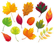 秋天的落叶 秋天的落叶