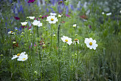 夏日花园中的波斯菊