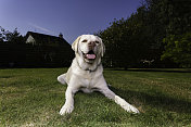 黄色的拉布拉多猎犬在草坪上