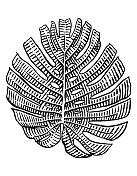 矢量绘制一个怪物的叶子 矢量绘制一个怪物的叶子