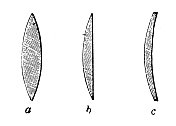 古董插图，物理原理和实验，光学:透镜