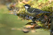 大山雀(Parus major)