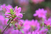 杜鹃花的花