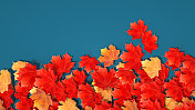 蓝色背景上的秋叶