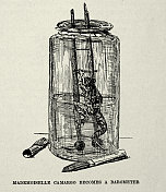 瓶子里的青蛙，梯子充当晴雨表，出自19世纪维多利亚动物故事中的青蛙故事