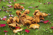 蘑菇与掉落的枫叶