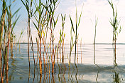 Reed shore在Müritz遭到破坏