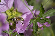 蜜蜂在粉红色的锦葵上