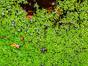 近距离观察微小的绿色漂浮水草覆盖的表面。