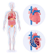 人体内部器官与心脏。人类心脏循环系统。