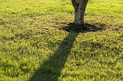 大树在阳光下把影子投在草坪上