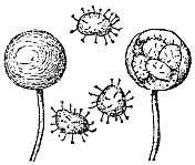 水蕨植物(满江红)大孢子和大孢子- 19世纪