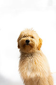 金毛小狗10个月肖像白色背景
