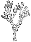 岩草(Fucus Vesiculosus) - 19世纪