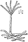 青霉素霉菌(青霉属)- 19世纪