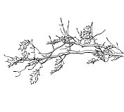 落叶和树枝草图 落叶和树枝草图