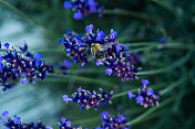 蜜蜂在薰衣草花上