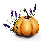 水彩南瓜与精致的薰衣草 水彩南瓜与精致的薰衣草