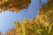 色彩斑斓的秋树映衬着蓝天